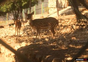 Antalya - antalya hayvanat bahcesi 02