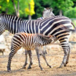 antalya-hayvanat-bahcesi-zebra
