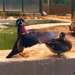 Kocaeli - darica hayvanat bahcesi gezilesiyer 09 Kocaeli - darica hayvanat bahcesi gezilesiyer 09