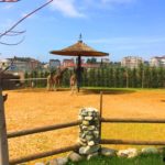 Kocaeli - darica hayvanat bahcesi gezilesiyer 12 Kocaeli - darica hayvanat bahcesi gezilesiyer 12