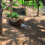 Kocaeli - darica hayvanat bahcesi gezilesiyer 16 Kocaeli - darica hayvanat bahcesi gezilesiyer 16