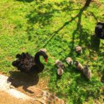 Kocaeli - darica hayvanat bahcesi gezilesiyer 17 Kocaeli - darica hayvanat bahcesi gezilesiyer 17