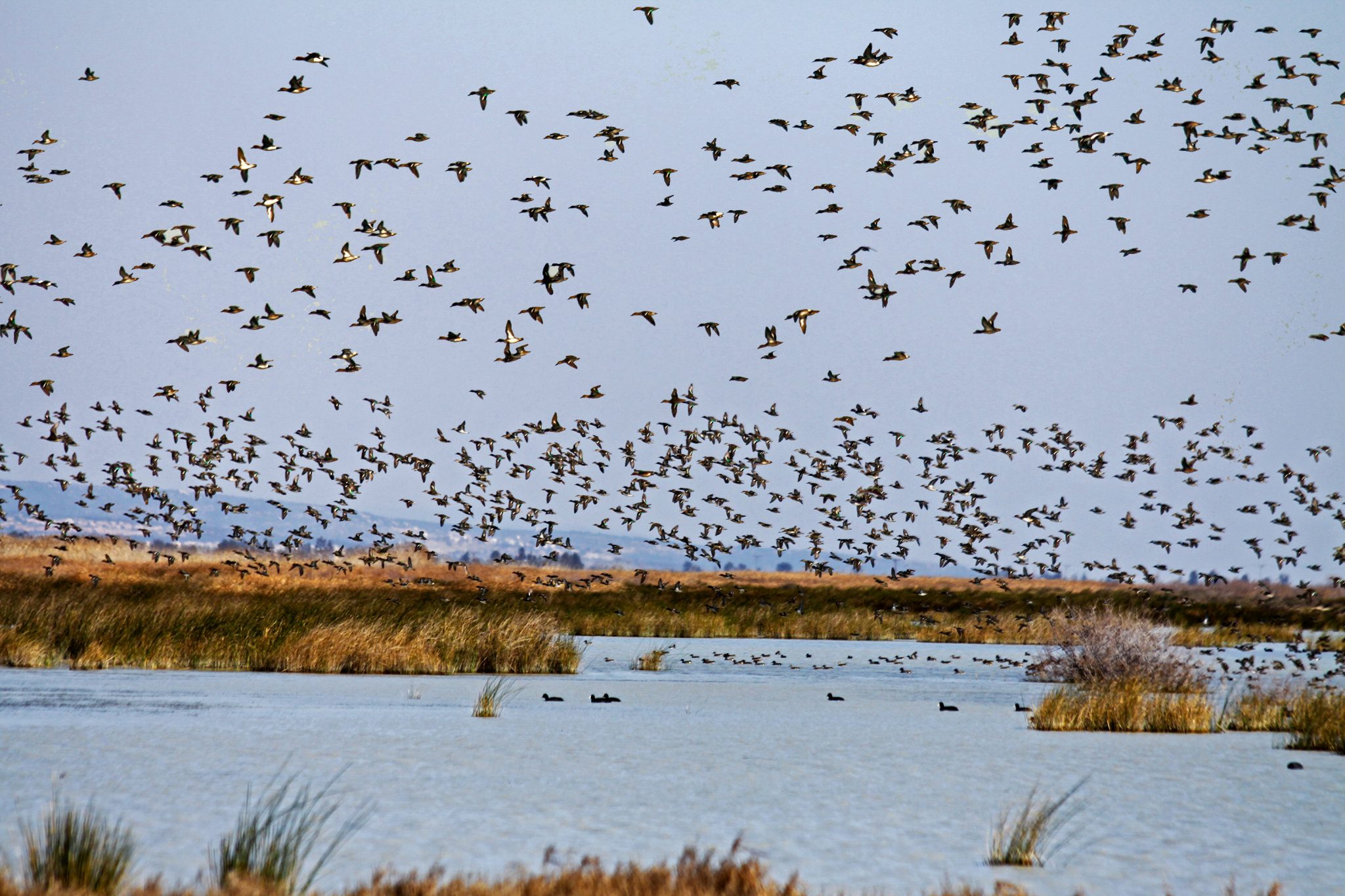 Mersin - Mersin Goksu Deltasi Kus Cenneti Göksu Deltası Kuş Cenneti